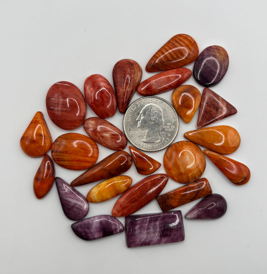 Spiny Bargain Bag 10