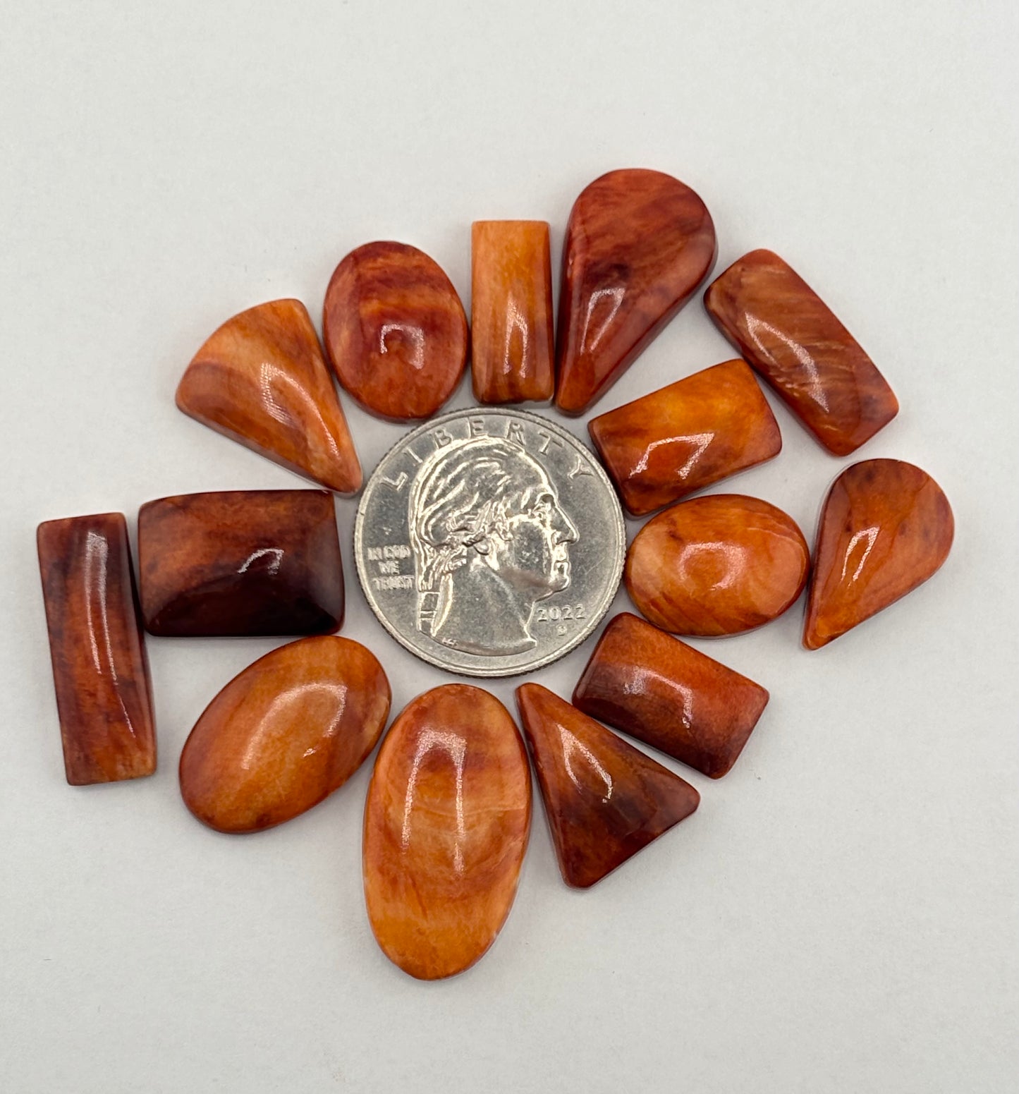 Orange Spiny Oyster Bargain Bag 3