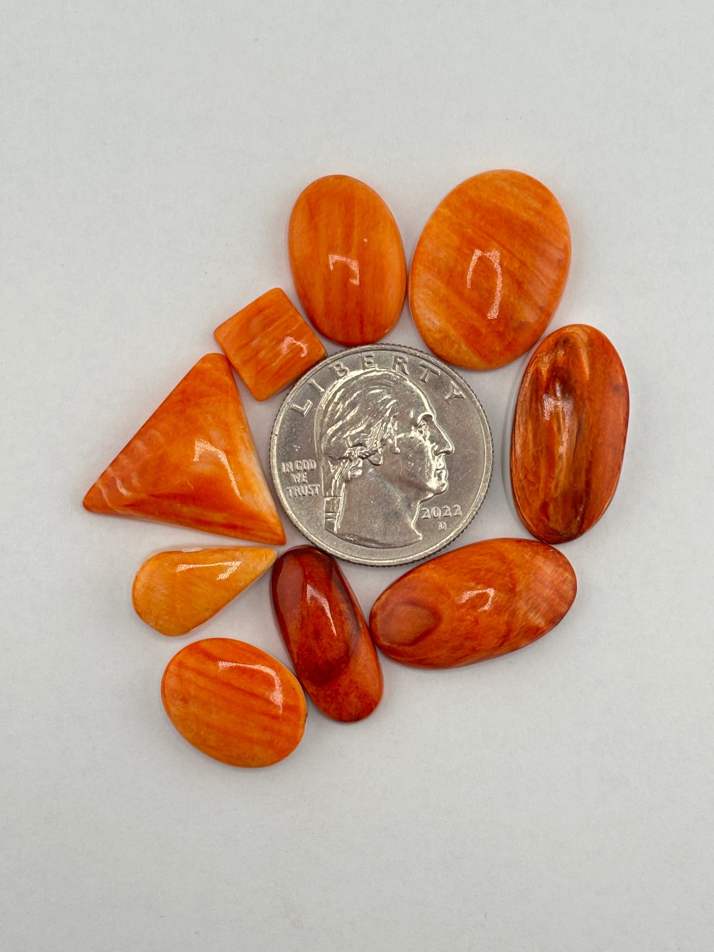 Orange Spiny Oyster Bargain Bag 1